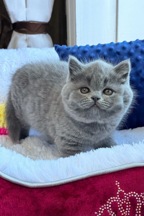 Nikalas | British Shorthair Kitten