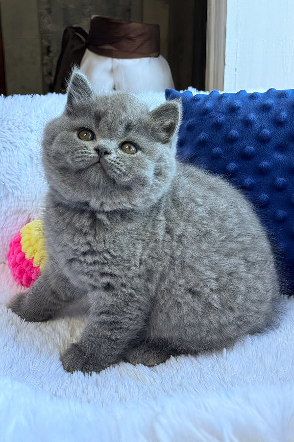 Nikalas | British Shorthair Kitten