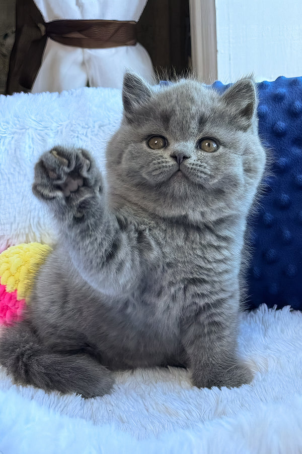 Nikalas | British Shorthair Kitten