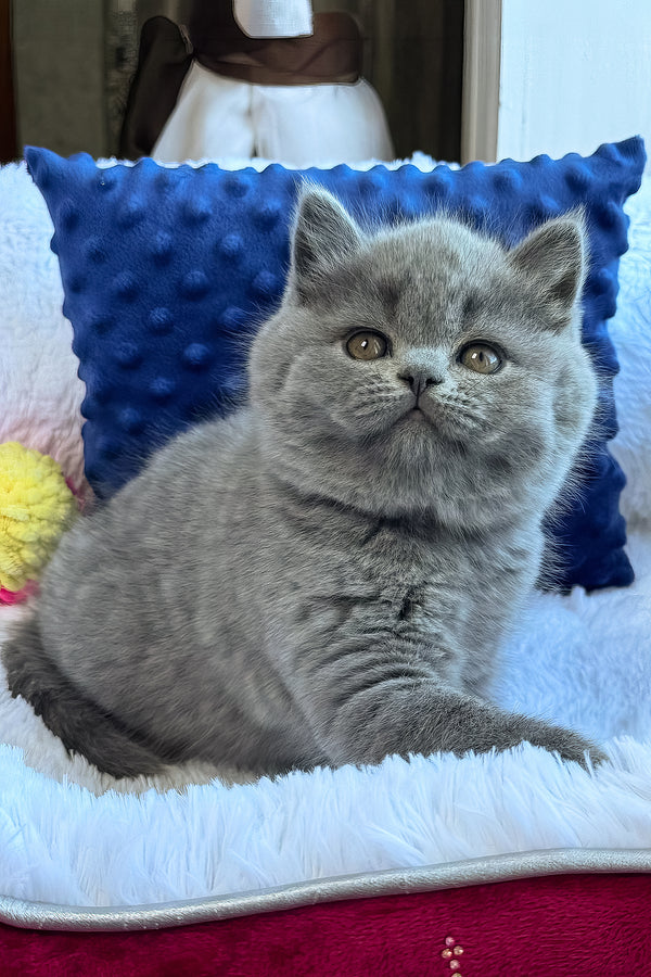 Nikalas | British Shorthair Kitten