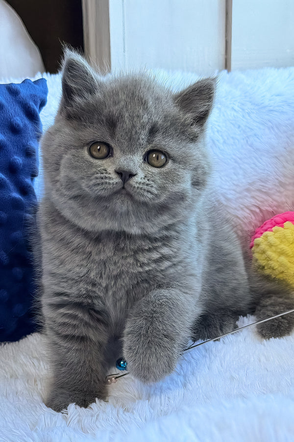 Nikalas | British Shorthair Kitten