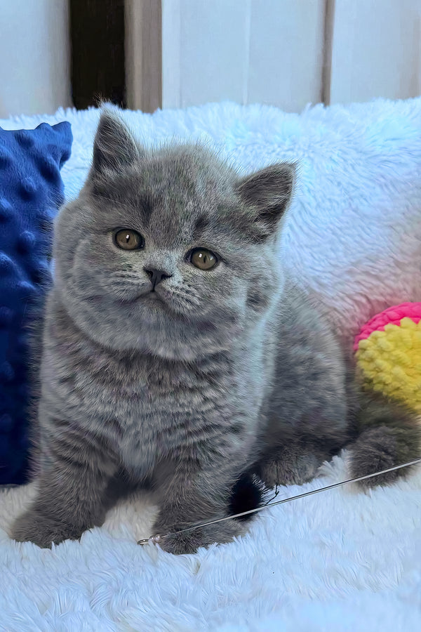 Nikalas | British Shorthair Kitten