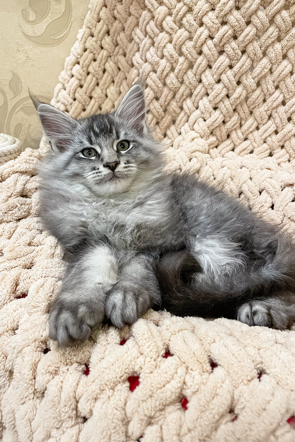 Neiro | Maine Coon Kitten