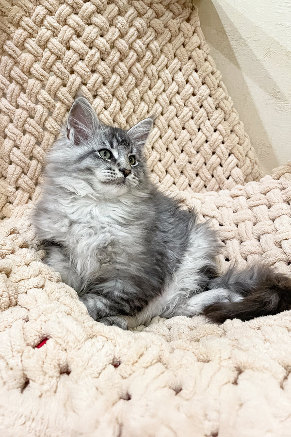 Neiro | Maine Coon Kitten