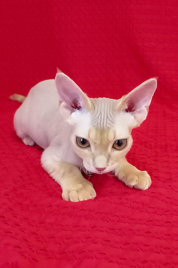 Nikolas | Devon Rex Kitten
