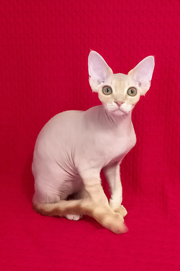 Nikolas | Devon Rex Kitten