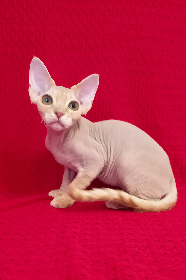 Nikolas | Devon Rex Kitten