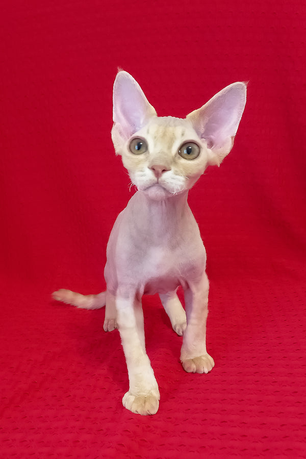 Nikolas | Devon Rex Kitten