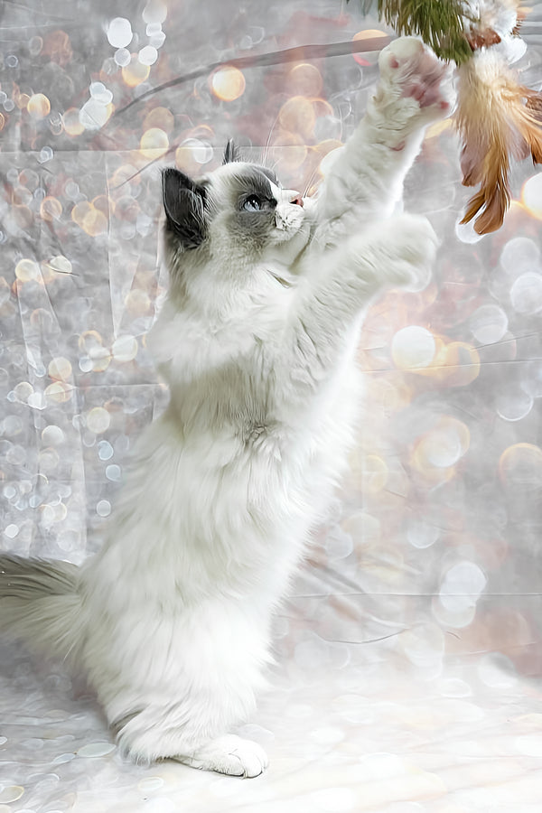 Ninja | Ragdoll Kitten