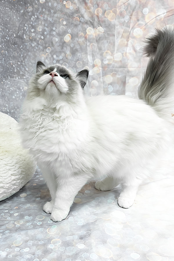 Ninja | Ragdoll Kitten