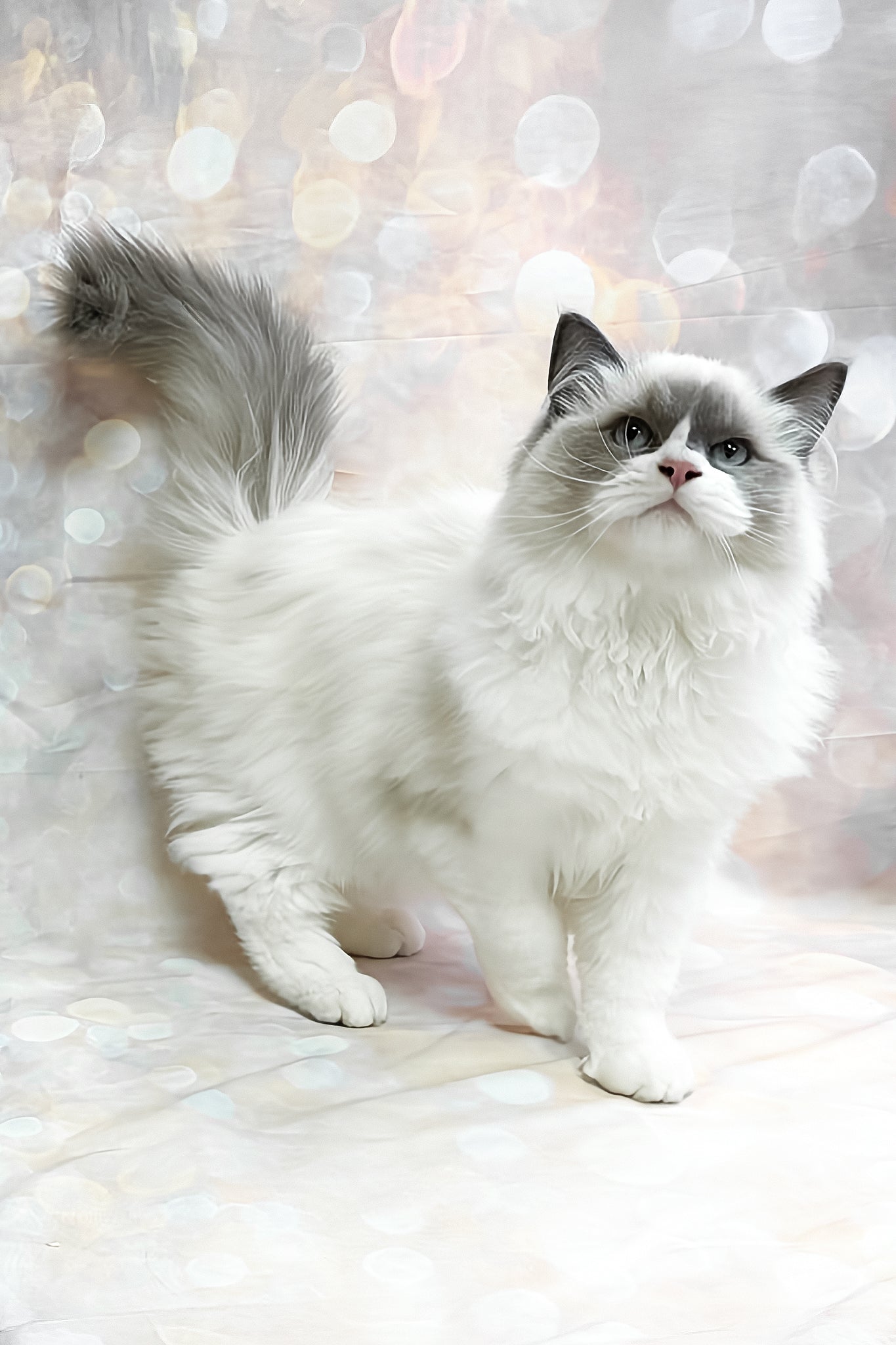 Ninja the Adorable Ragdoll Kitten with Blue Eyes