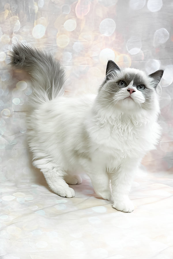 Ninja | Ragdoll Kitten