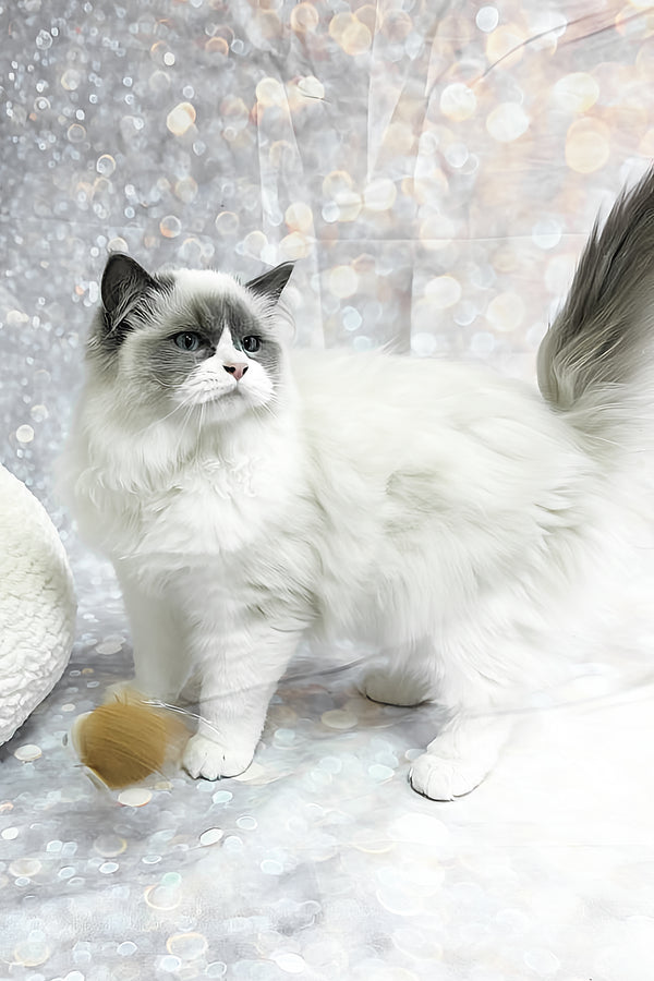 Ninja | Ragdoll Kitten