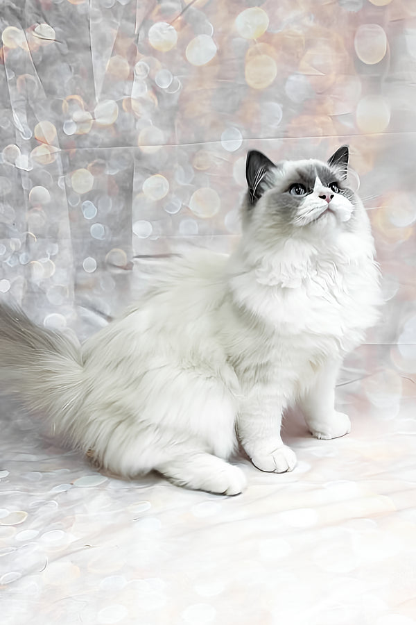 Ninja | Ragdoll Kitten