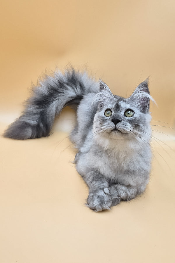 Novella | Maine Coon Kitten