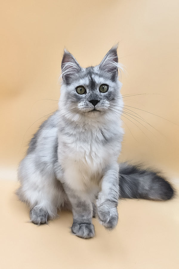 Novella | Maine Coon Kitten