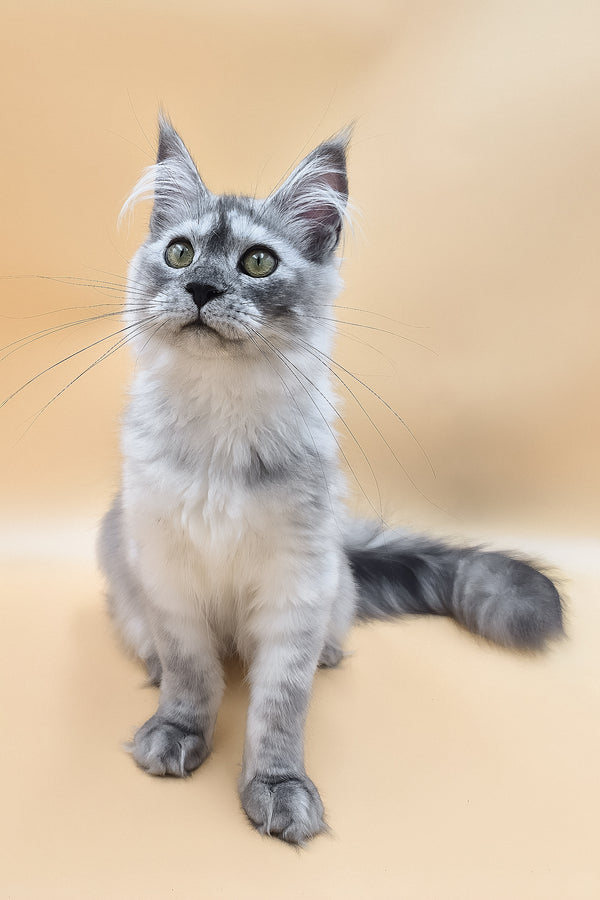 Novella | Maine Coon Kitten