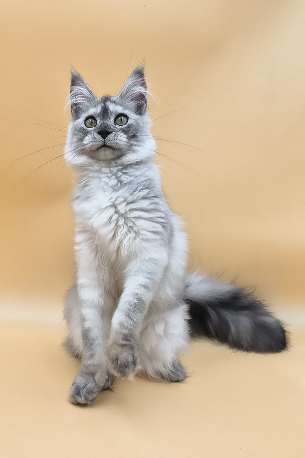 Novella | Maine Coon Kitten