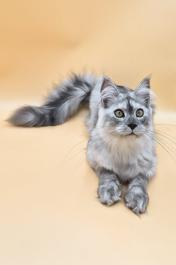 Novella | Maine Coon Kitten
