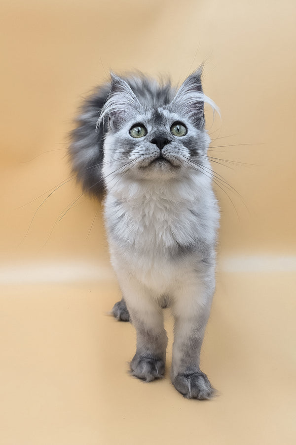 Novella | Maine Coon Kitten