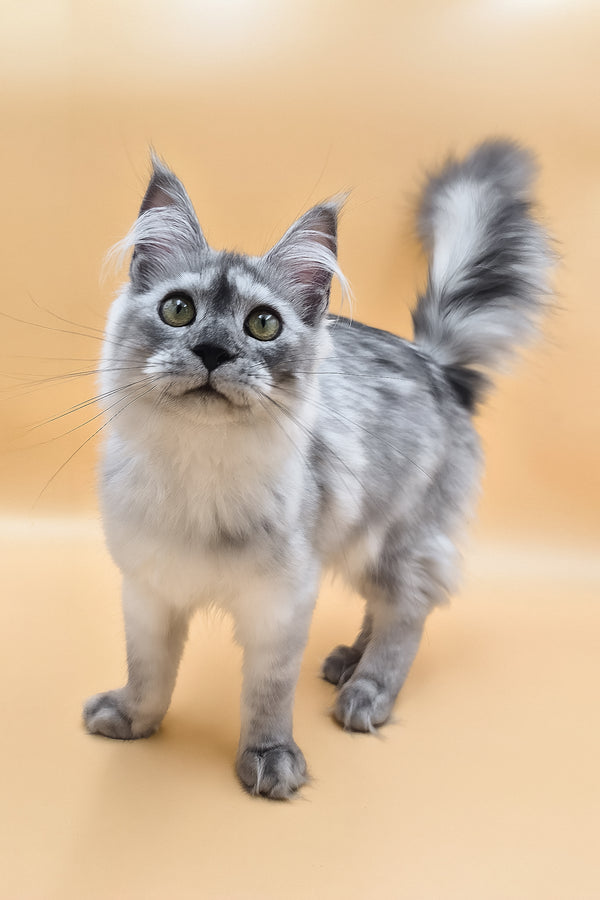 Novella | Maine Coon Kitten