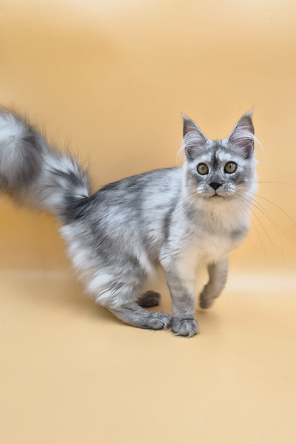 Novella | Maine Coon Kitten