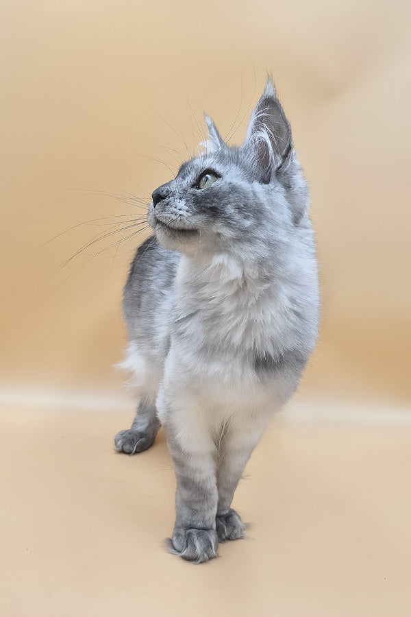 Novella | Maine Coon Kitten