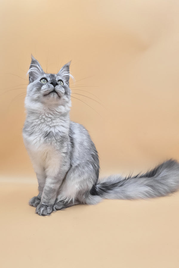 Novella | Maine Coon Kitten