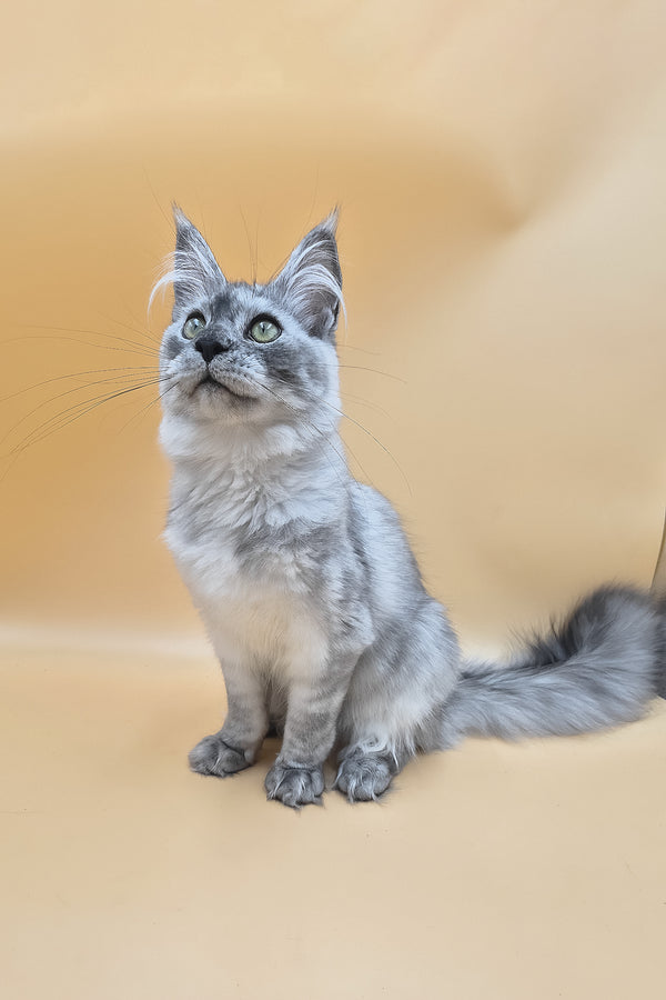 Novella | Maine Coon Kitten