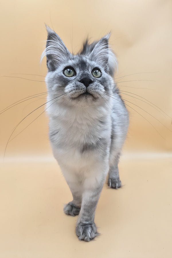 Novella | Maine Coon Kitten