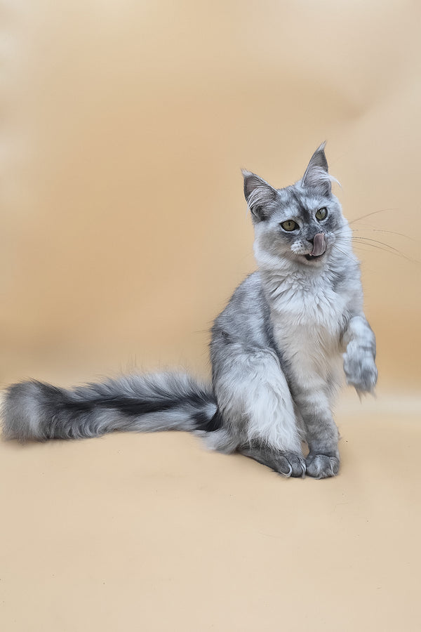 Novella | Maine Coon Kitten