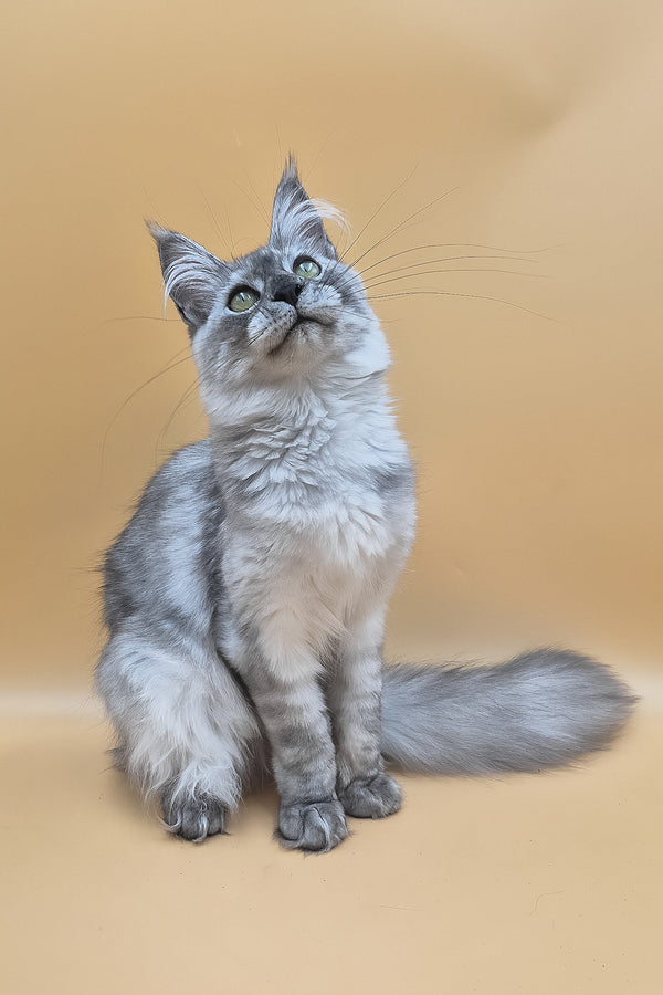 Novella | Maine Coon Kitten