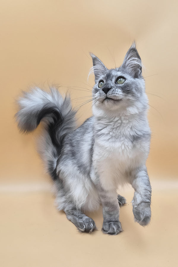 Novella | Maine Coon Kitten