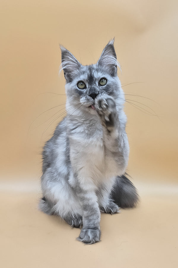 Novella | Maine Coon Kitten