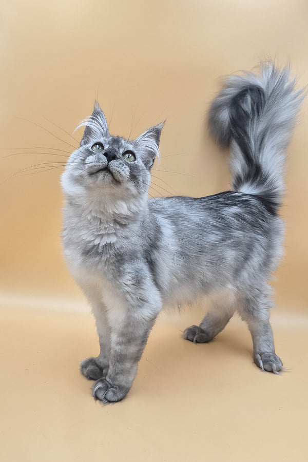 Novella | Maine Coon Kitten