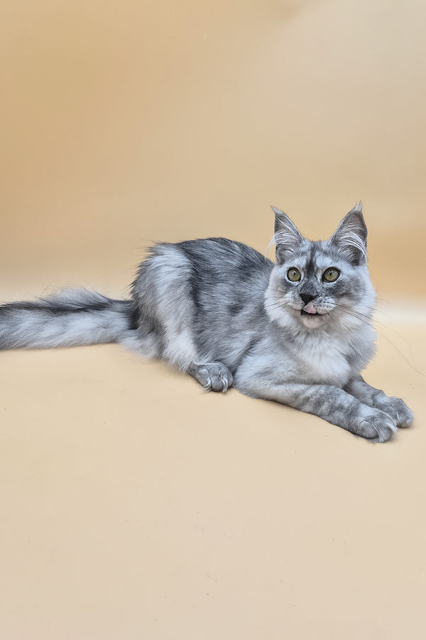 Novella | Maine Coon Kitten