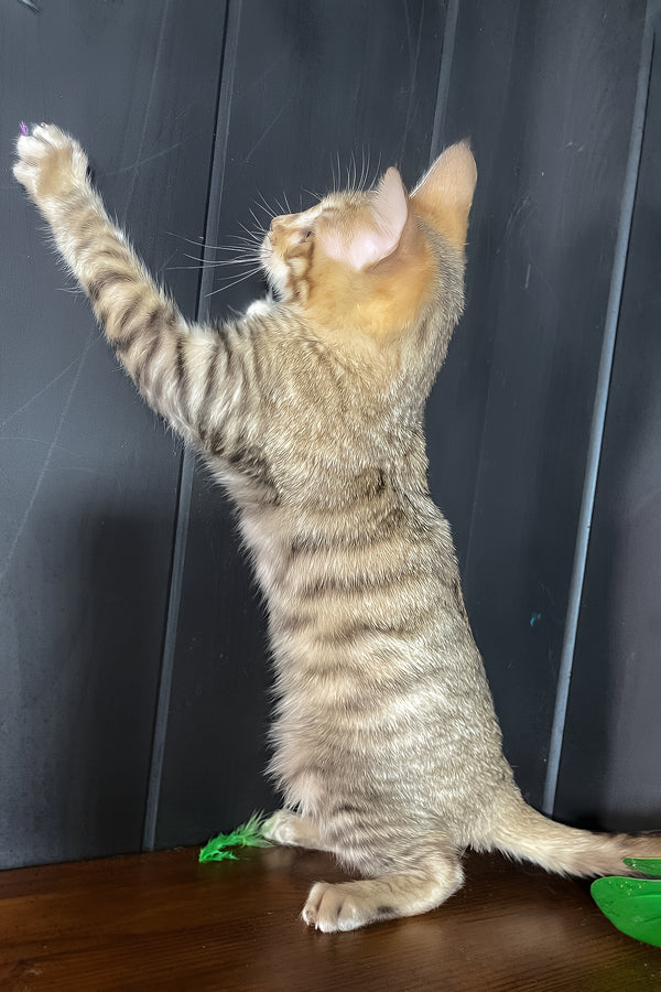 Nys | Toyger Kitten