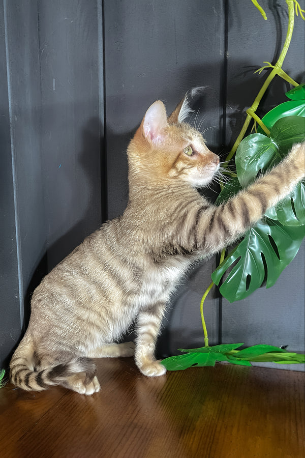 Nys | Toyger Kitten