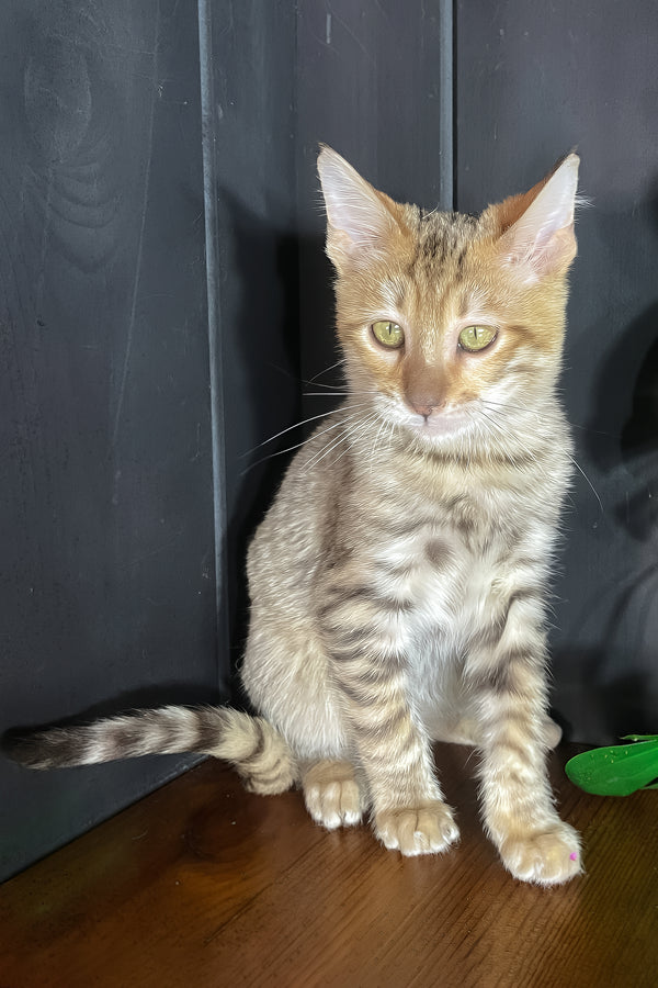 Nys | Toyger Kitten