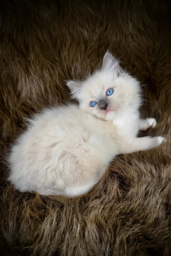 Obi | Ragdoll Kitten
