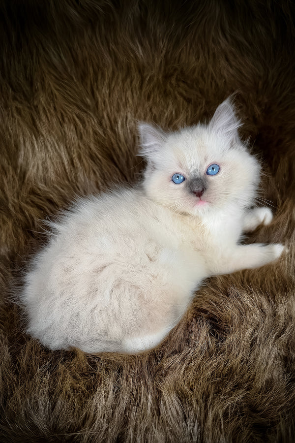 Obi | Ragdoll Kitten