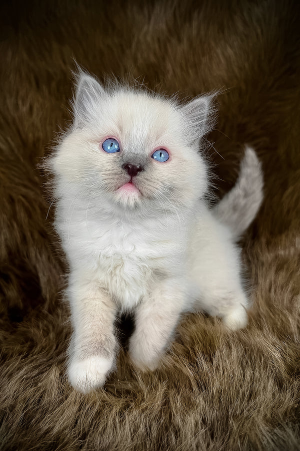 Obi | Ragdoll Kitten