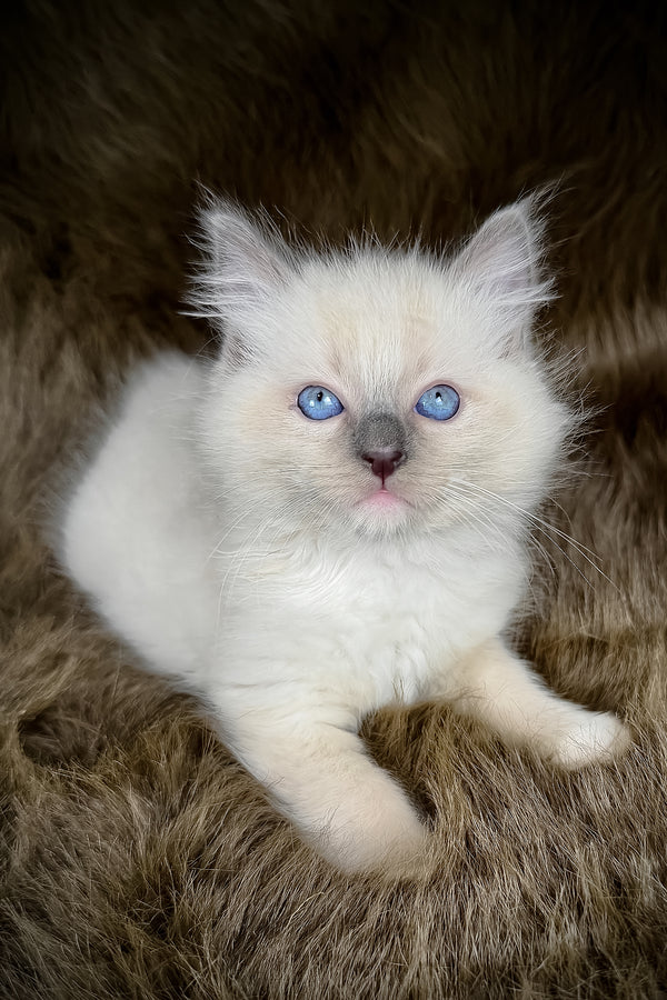 Obi | Ragdoll Kitten