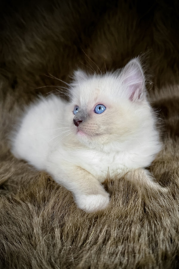 Obi | Ragdoll Kitten