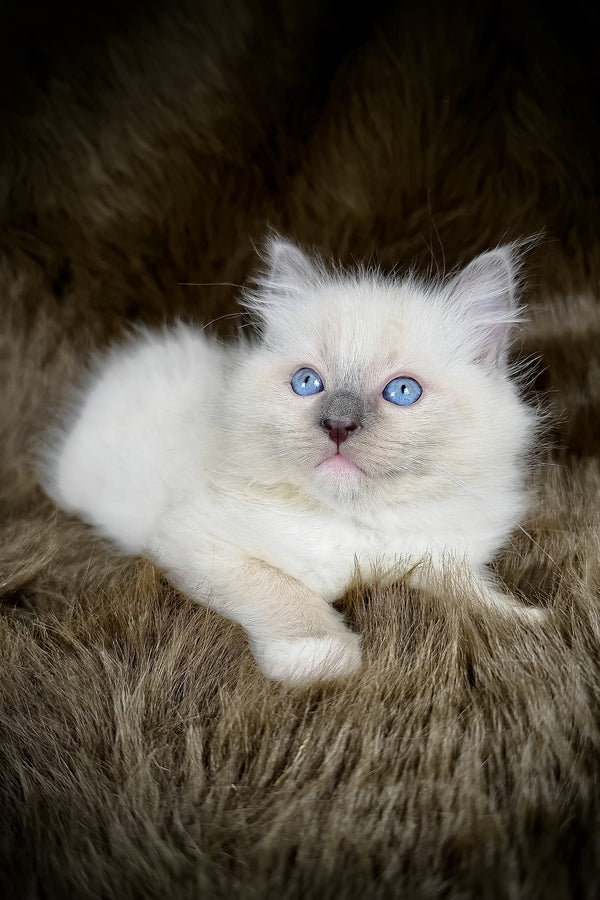 Obi | Ragdoll Kitten