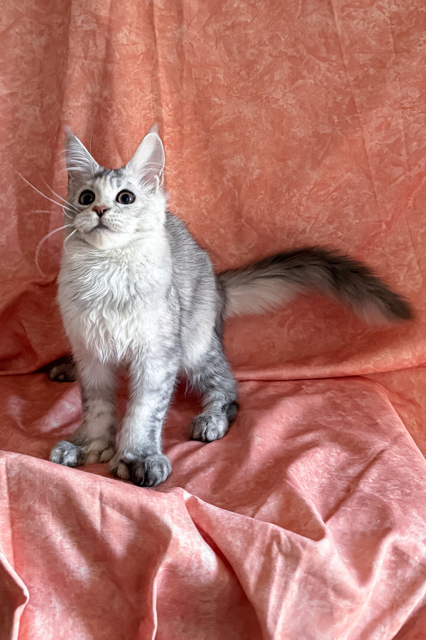 Oleira | Polydactyl Maine Coon Kitten