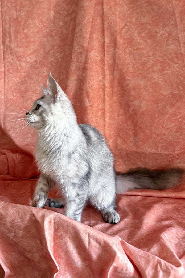 Oleira | Polydactyl Maine Coon Kitten