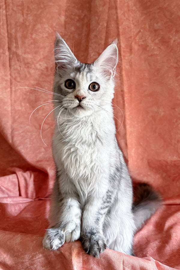 Oleira | Polydactyl Maine Coon Kitten