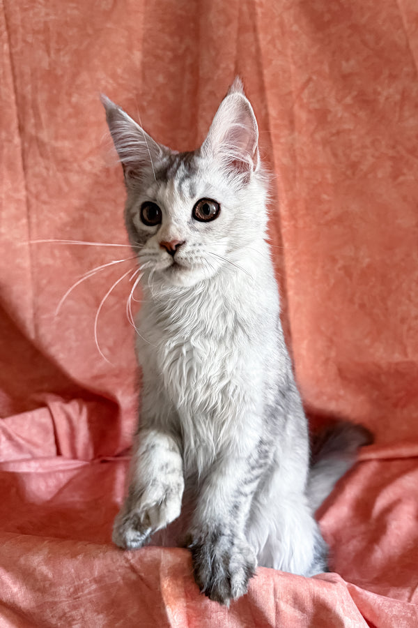 Oleira | Polydactyl Maine Coon Kitten