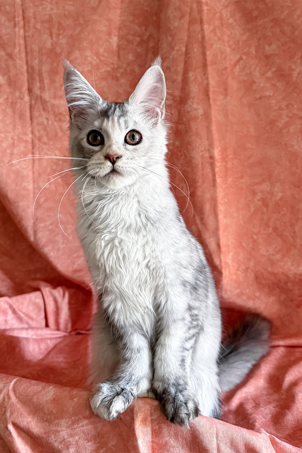 Oleira | Polydactyl Maine Coon Kitten